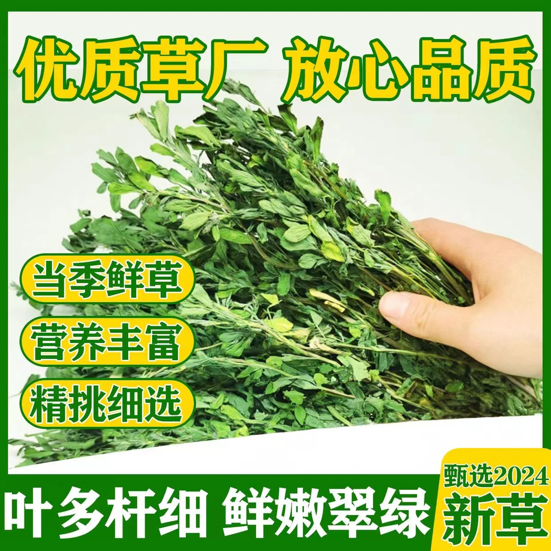 苜蓿草紫花苜蓿草饲料幼兔兔子草龙猫草荷兰猪草牧草兔粮苜宿草