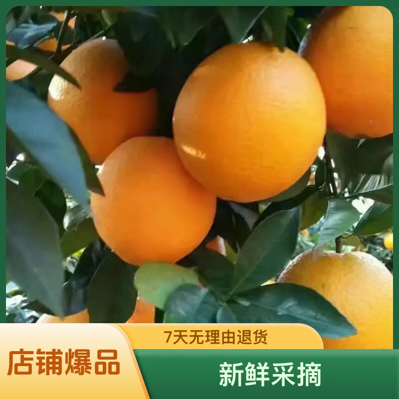 正宗赣南寻乌脐橙新鲜采摘香甜多汁手剥橙子赣南脐橙产地直发