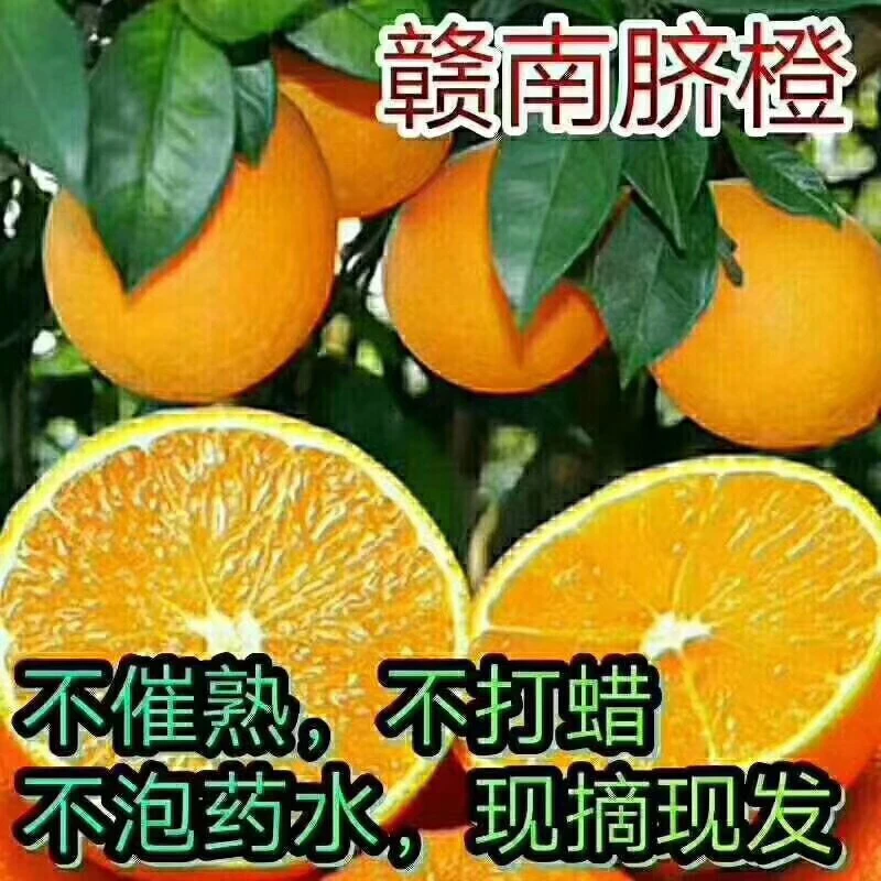 新鲜赣南脐橙江西寻乌直发应季橙子孕妇小孩水果包邮