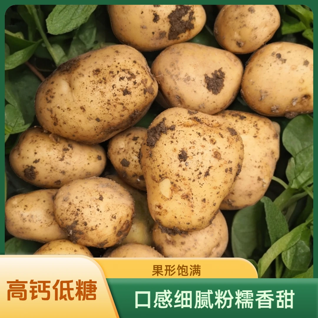土豆秦岭山阳高山土豆新鲜黄心土豆5-10斤老品种黄皮土豆细腻饱满