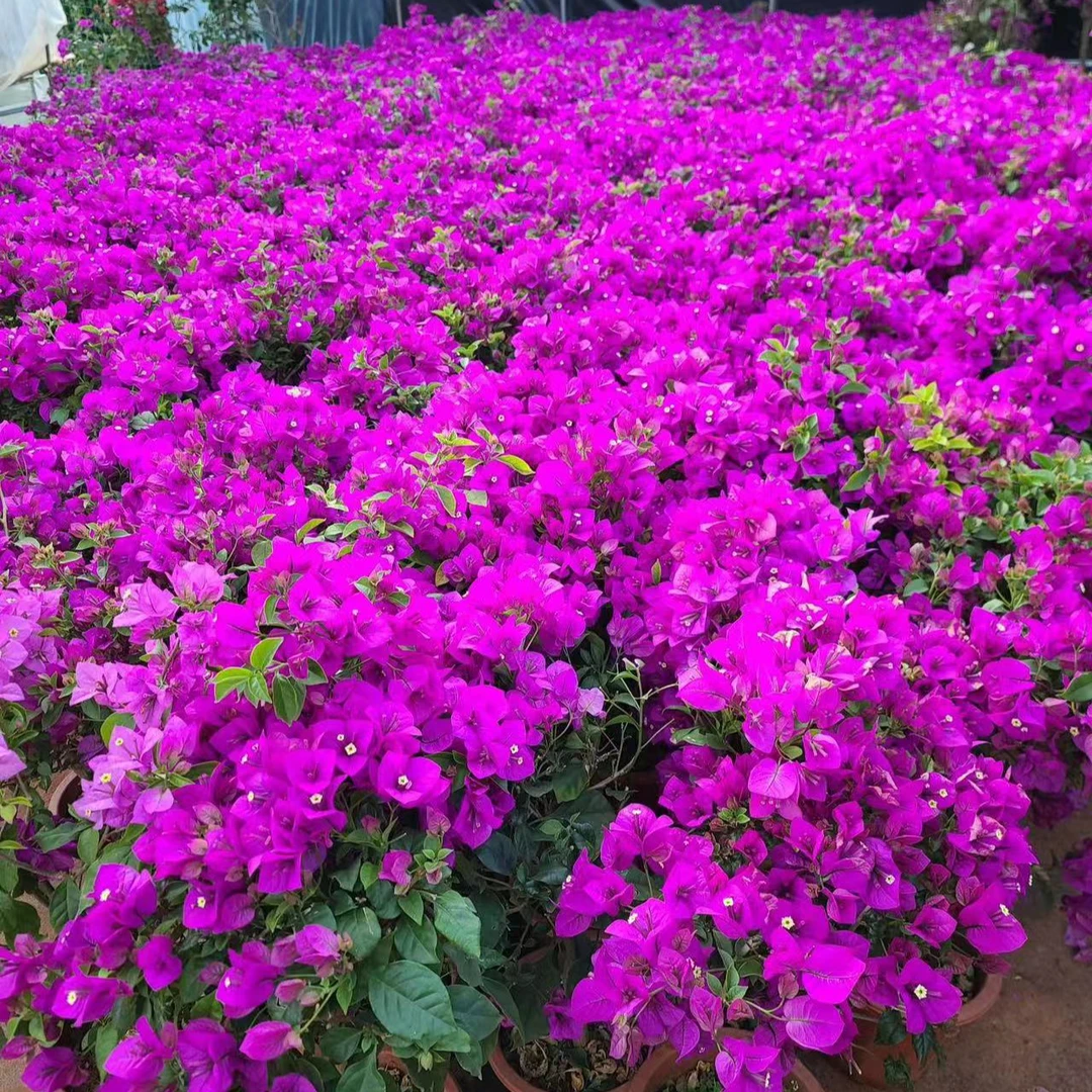 修建发货花云南紫三梅修剪发货 不带花运输掉花掉枝 介意慎拍