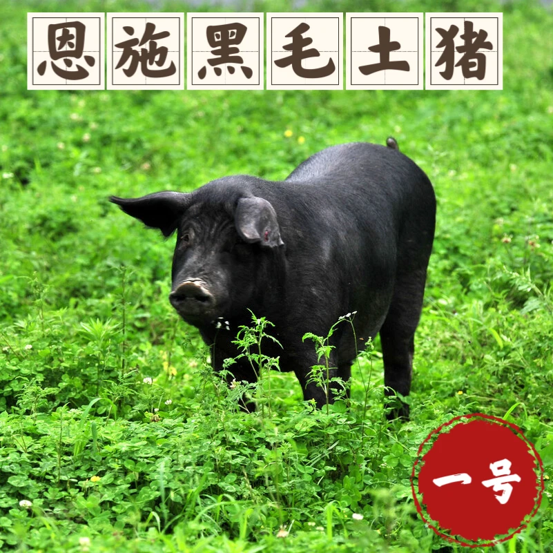 【侗乡晴姐】黑猪现称