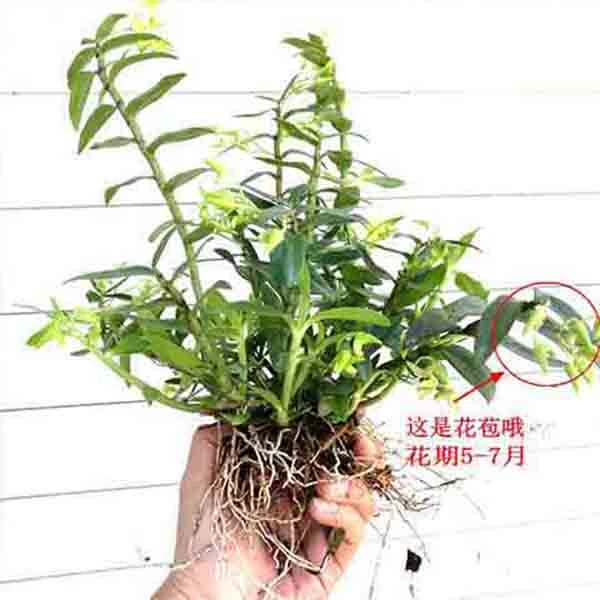 雁荡山正宗铁皮石斛苗无土栽培盆栽盆景可吃可种花卉绿植石斛苗