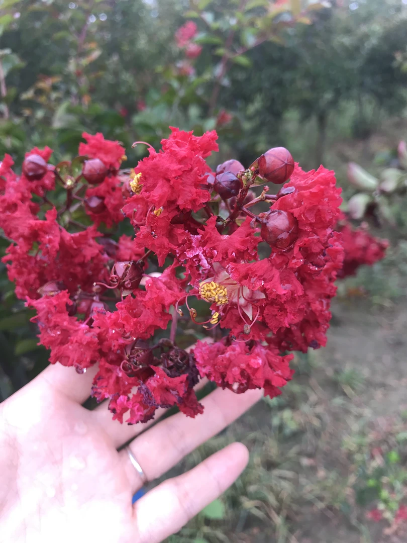 红火箭紫薇.开花大红色阳台庭院种植