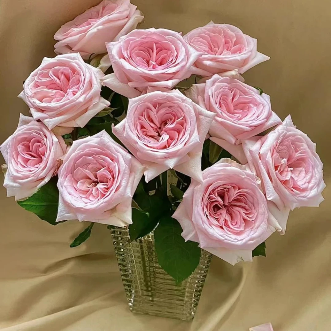 粉荔枝玫瑰现采现发