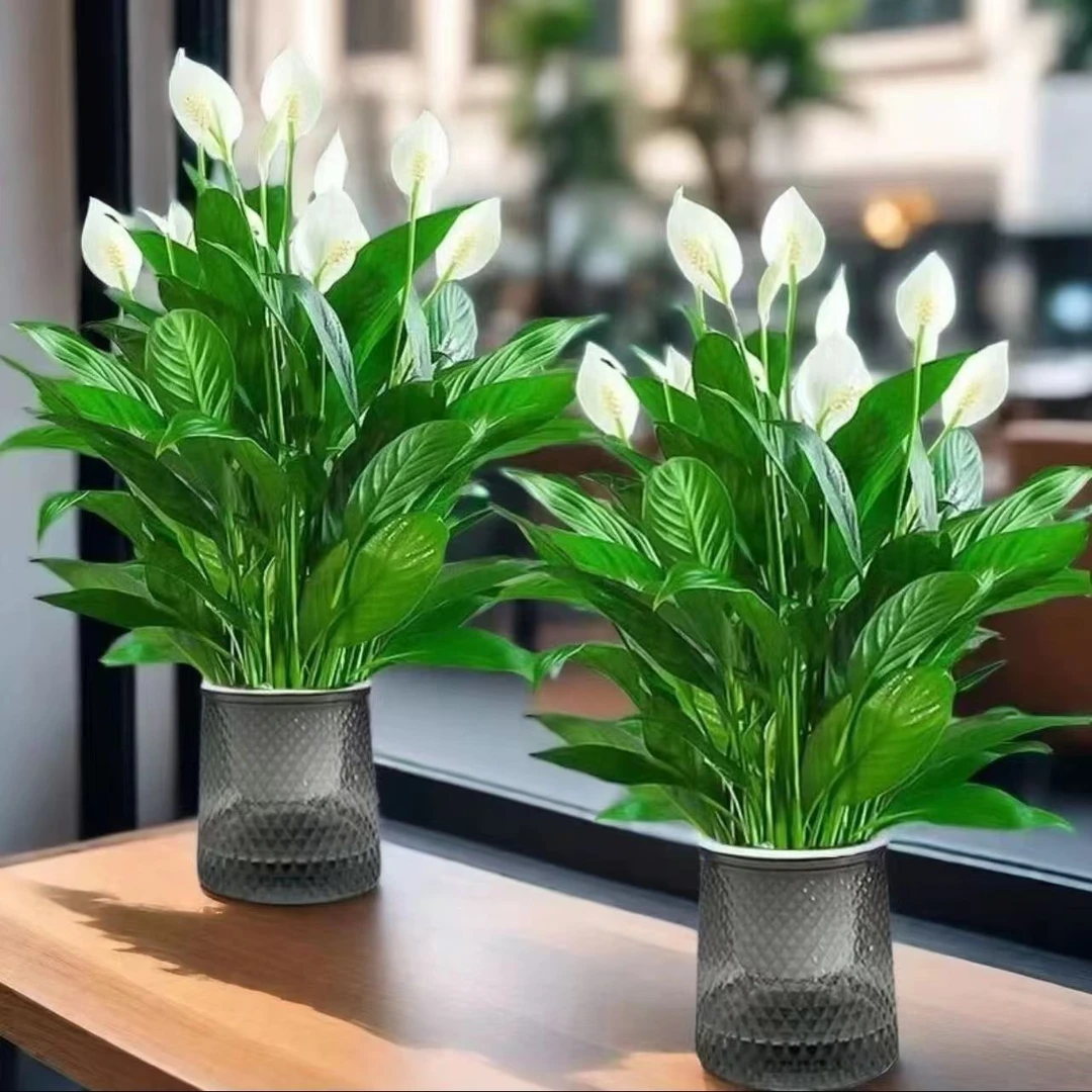 水培白掌盆栽四季开花一帆风顺水培植物室内好养花卉水养四季易活