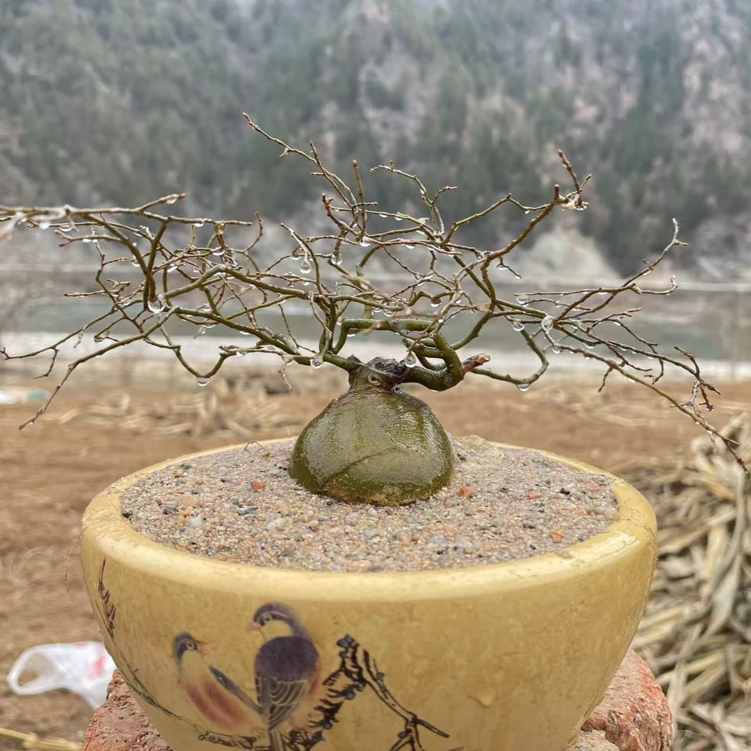 盆景素材 苗圃培育 图片仅供参考