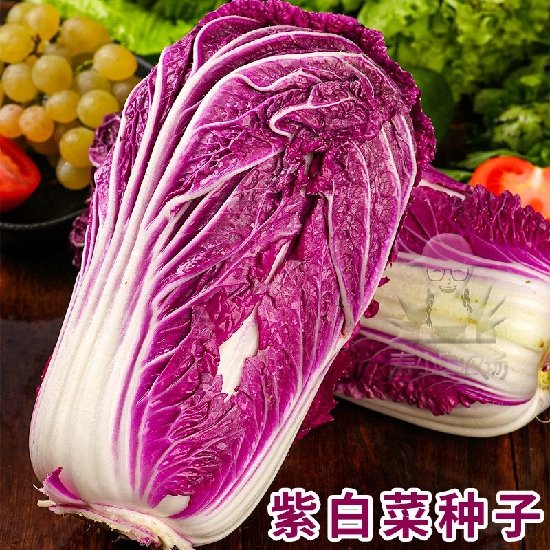 紫白菜种孑红色大白菜种子秋天冬季易种好吃紫美人紫白菜蔬菜籽F1
