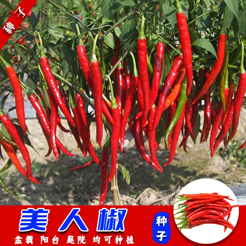【美人椒】种子阳台四季种植盆栽花盆泡沫箱易成活发芽率高F1