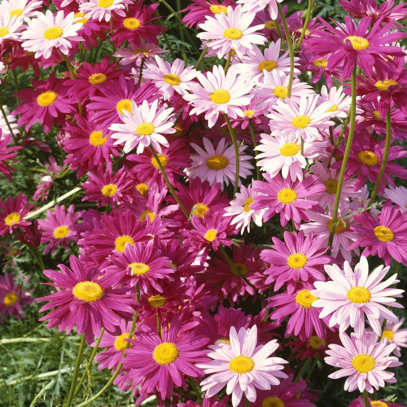 除虫菊种子驱蚊草驱虫菊花种籽子多年生混色花种子四季易活花草F2