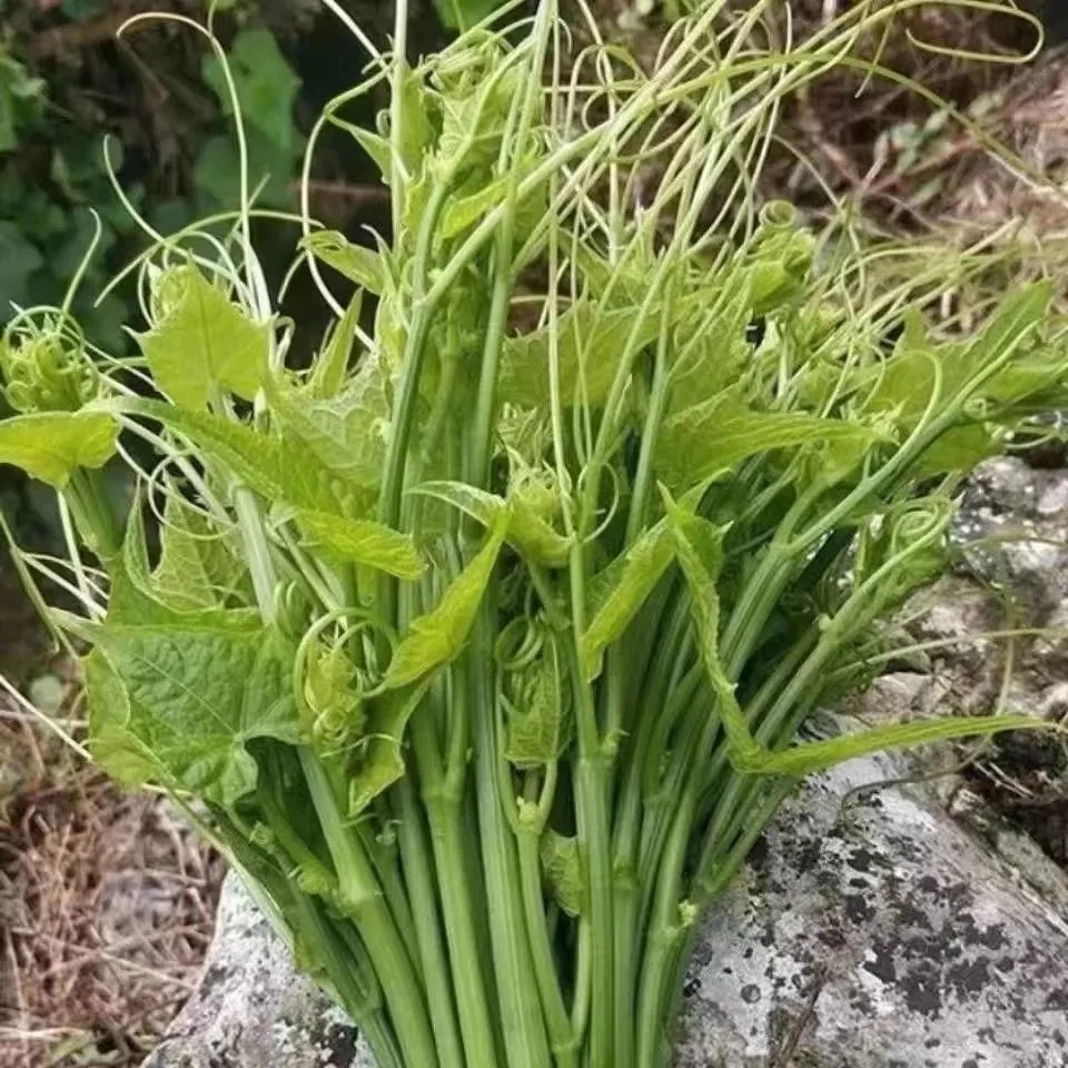 佛手瓜尖龙爪菜瓜尖