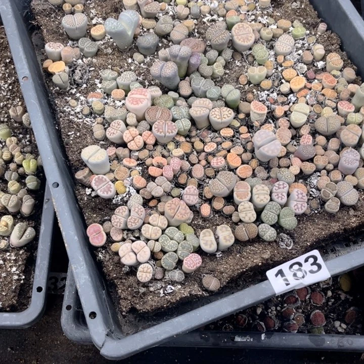 183 生石花一物一图如图