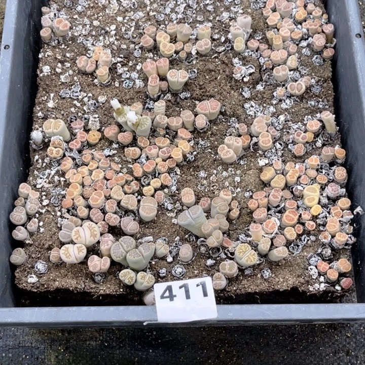 411 生石花脱筐带土一物一图如图