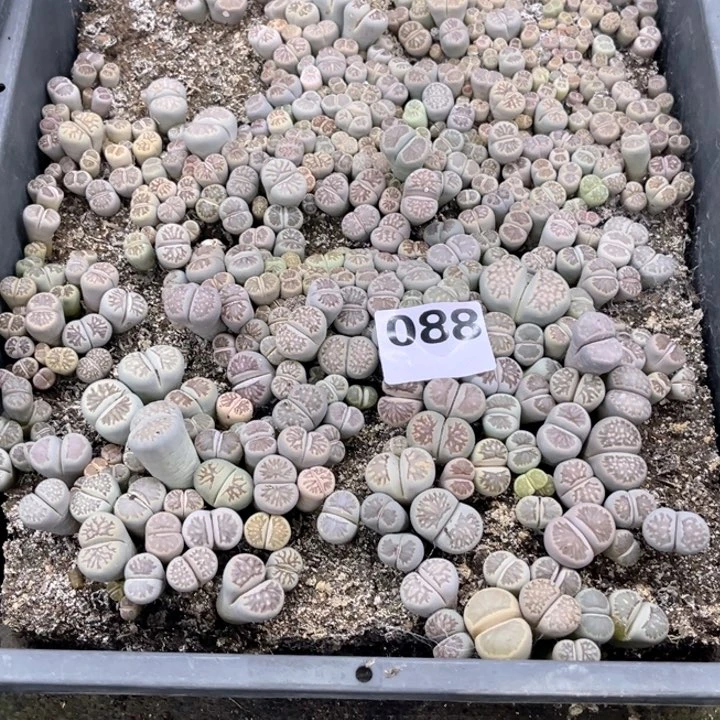 088 生石花一物一图如图