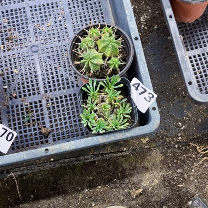 473仙人  球一物一图如图