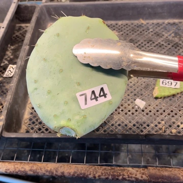 仙人镜744 一物一图如图