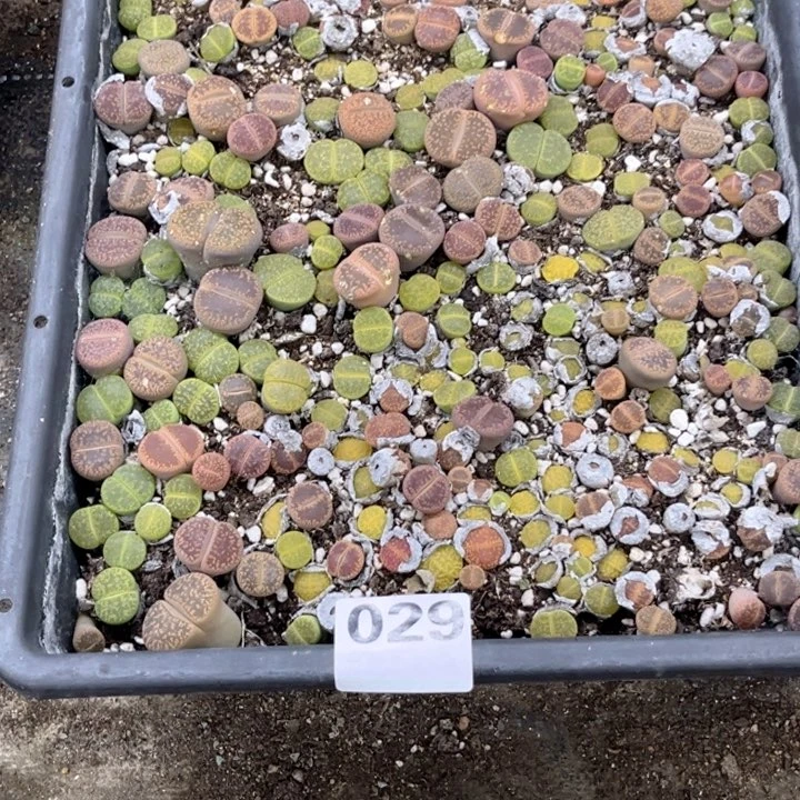 029 生石花一物一图如图