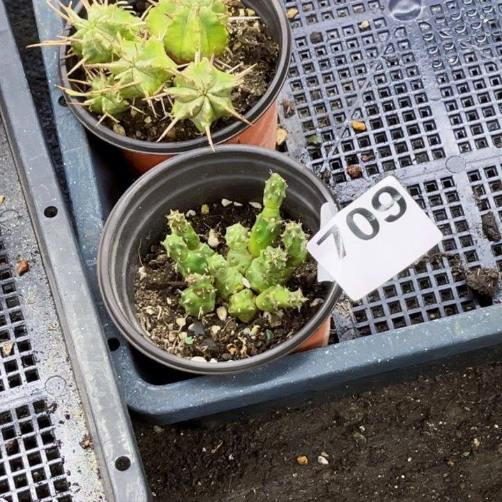 709 一物一图如图贵青玉