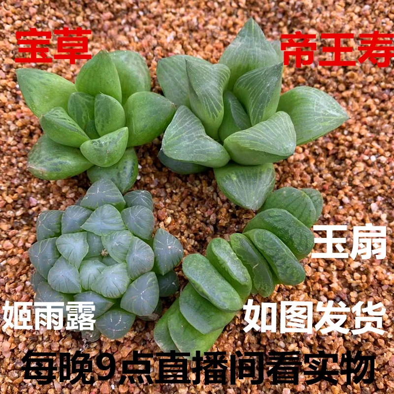 玉露4件套多肉植物吸甲醛防辐射绿植盆景无土栽培耐阴稀有美观新
