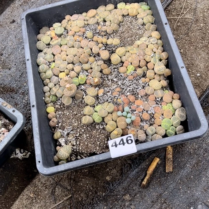 446 生石花脱筐带土一物一图如图