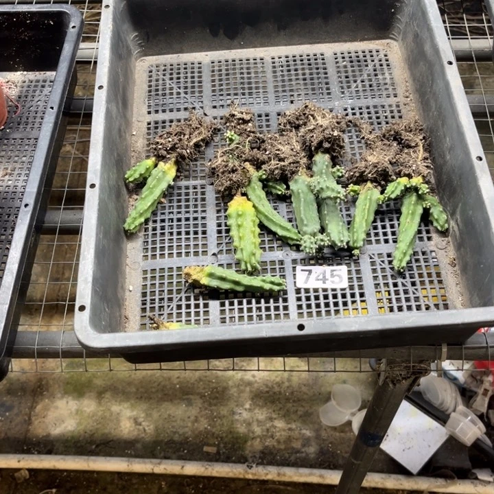 水仙情郎745 一物一图如图