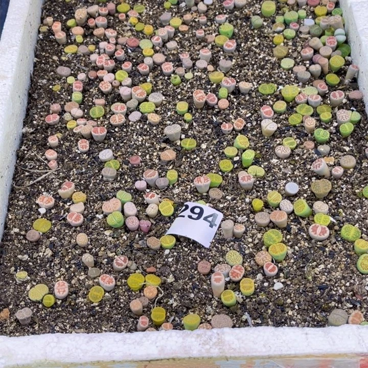 294 生石花一物一图如图