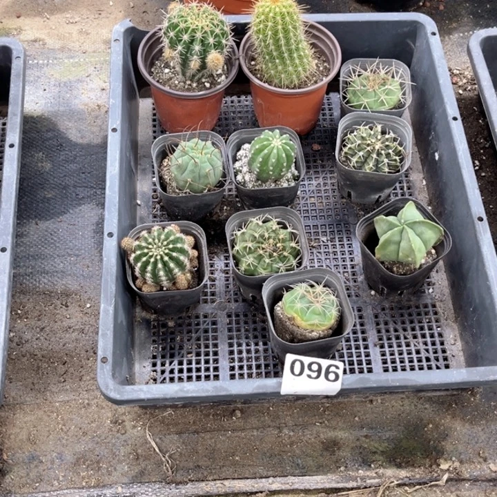 仙人球096 一物一图如图