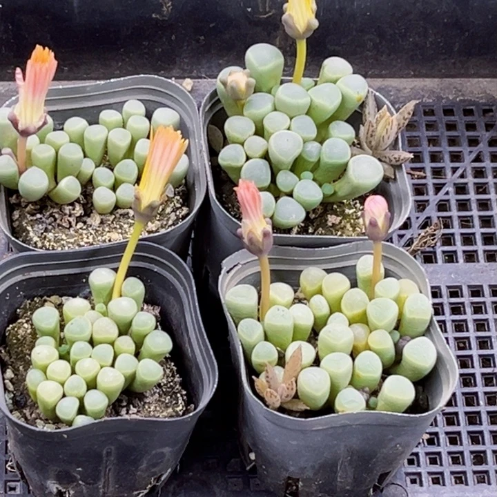 590五十玲玉一物一图如图