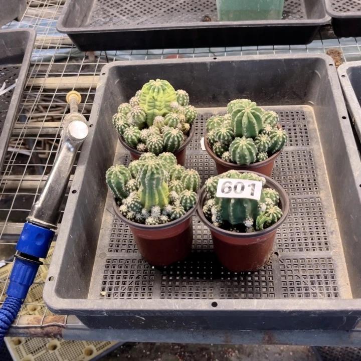 短毛丸601 一物一图如图