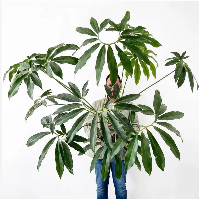 印第安羽毛蔓绿绒  philodendron goeldii 掌叶蔓绿绒 室内盆栽