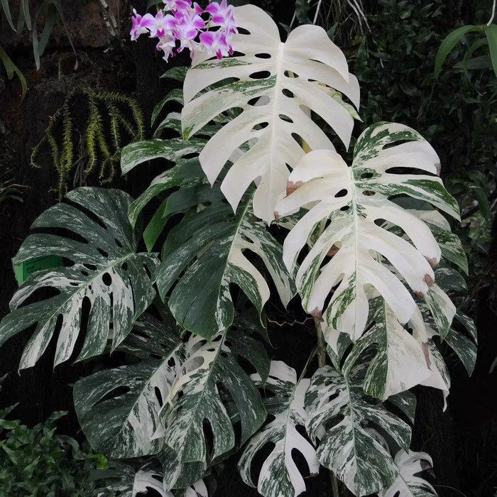 白锦龟背竹 洒金龟背盆栽室内北欧风ins办观叶绿植四季常青植物