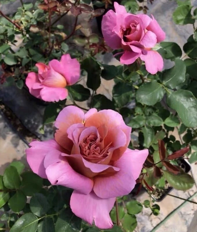 久遇花园帷幕月季花苗庭院复古怀旧色大花浓香河本系列耐晒阳台