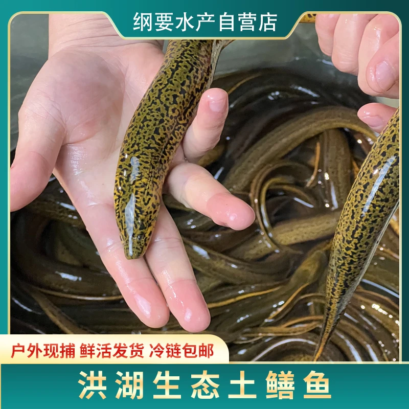 【专属】洪湖农家食用新鲜土黄鳝鱼1斤起京东冷链包活包邮