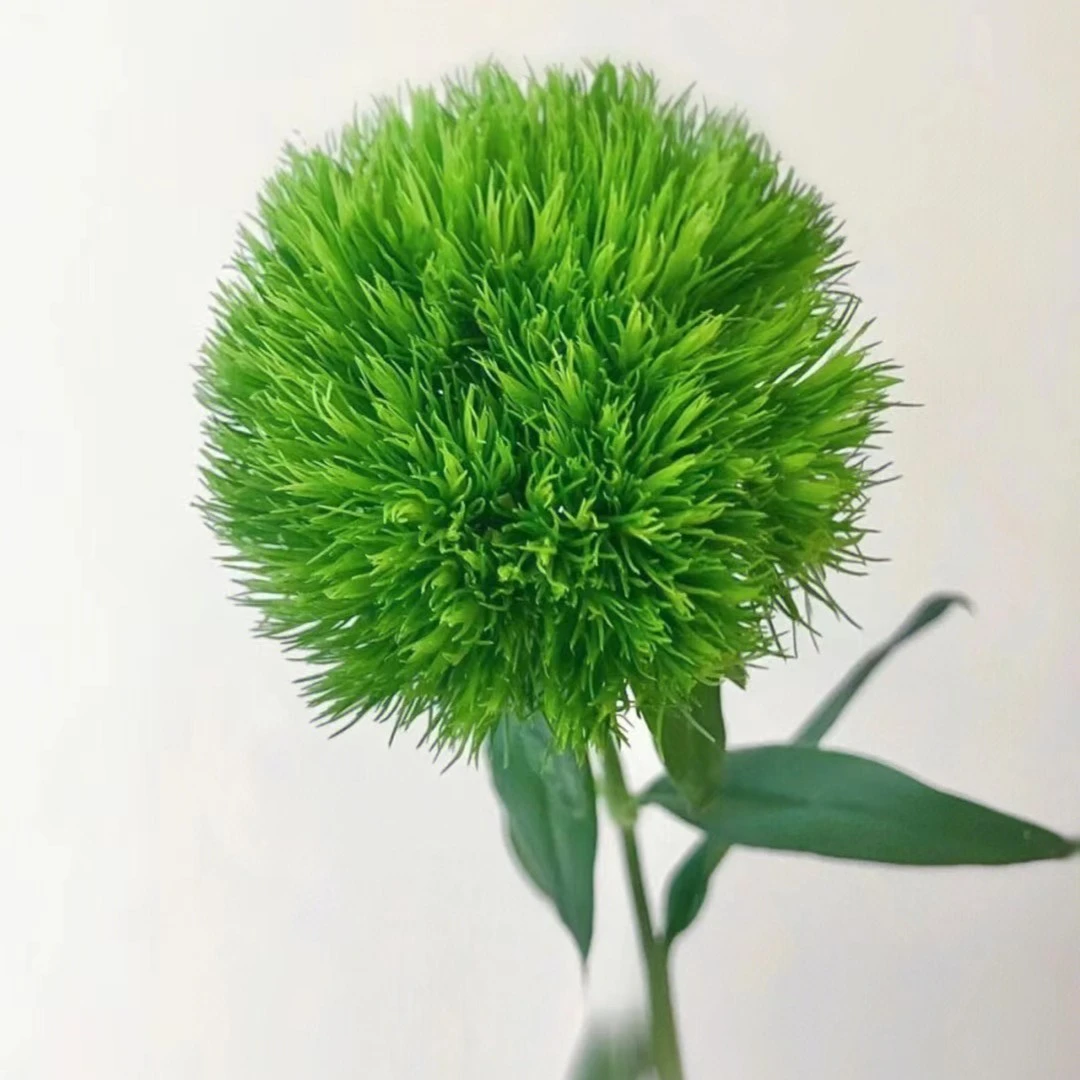 【云南鲜花】绿毛球鲜切花，绿色小清新，花期很长哟！