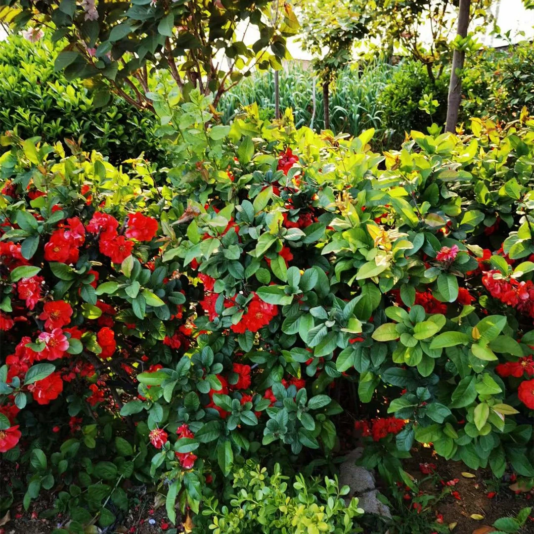 海棠树苗贴梗海棠盆栽小苗北方耐寒花卉绿篱进口海棠嫁接砧木