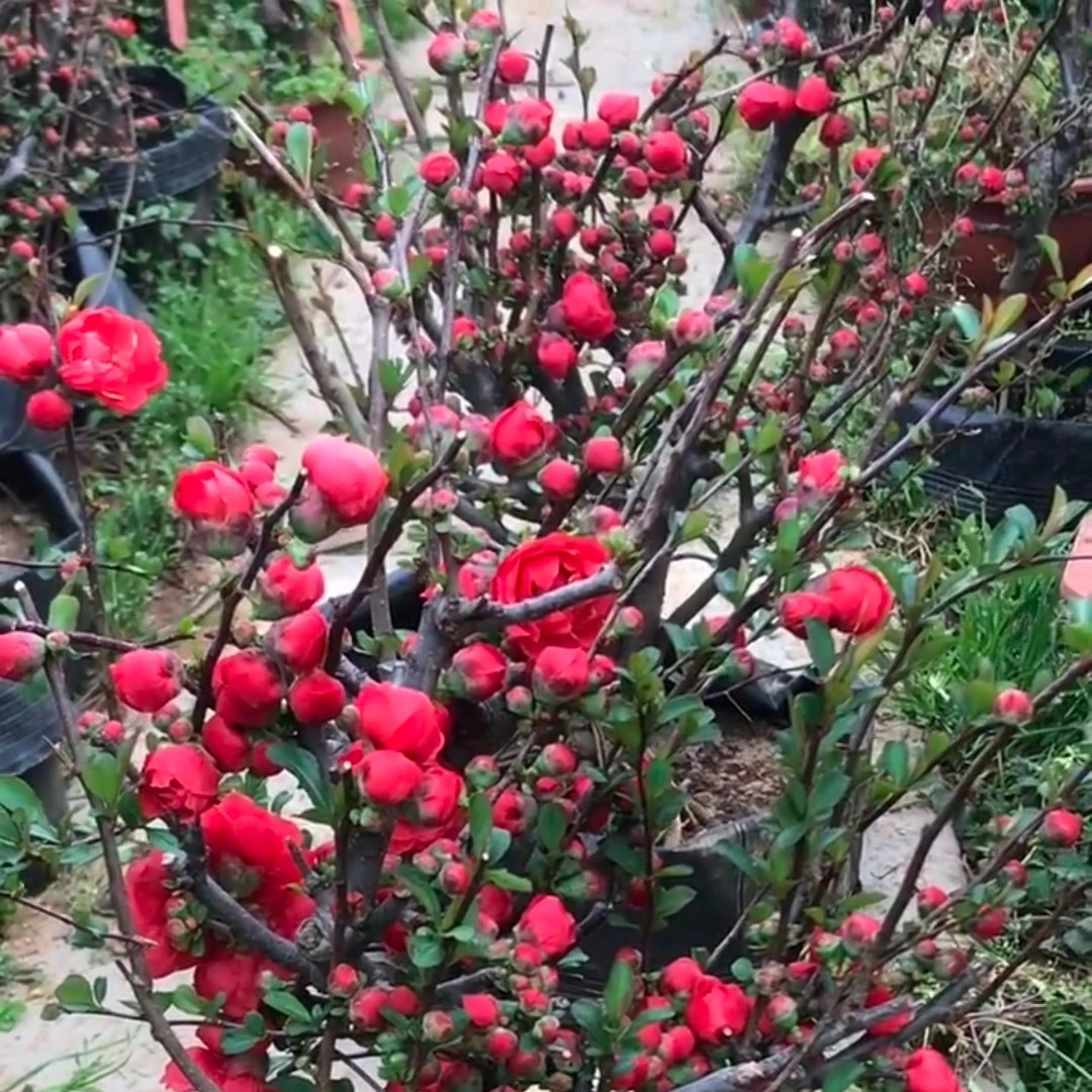 原生提根长寿冠海棠 海棠花苗 原生长寿冠