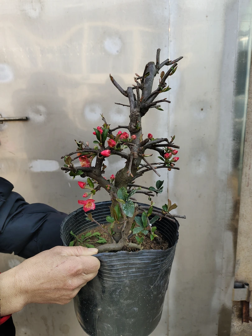 木瓜海棠年宵花卉阳台庭院盆栽地栽