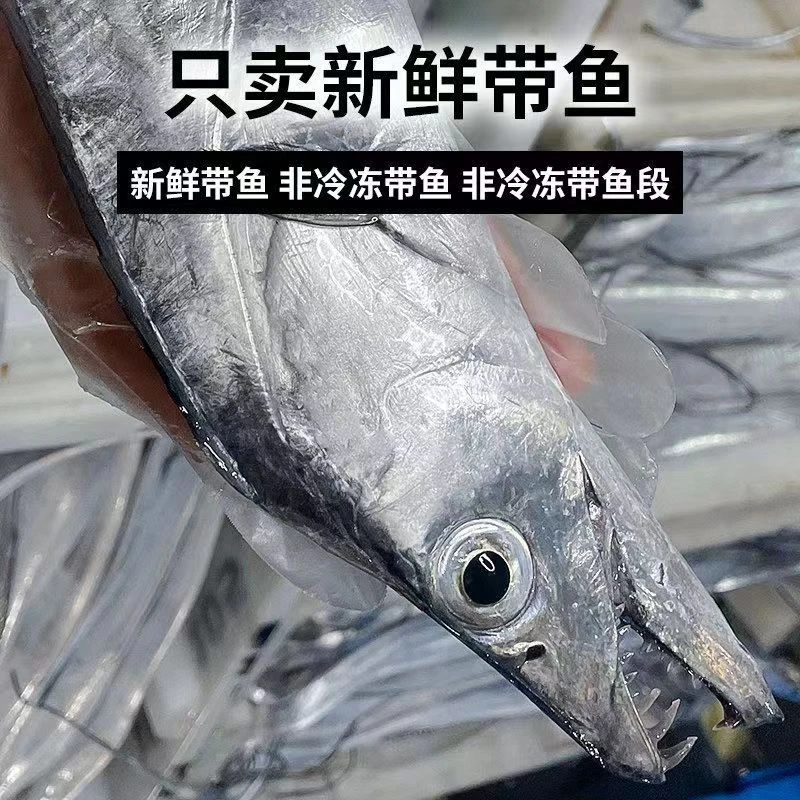东海带鱼海捕整条小眼带鱼新鲜冷冻鲜活海鲜 （每条5-7两  发4斤）