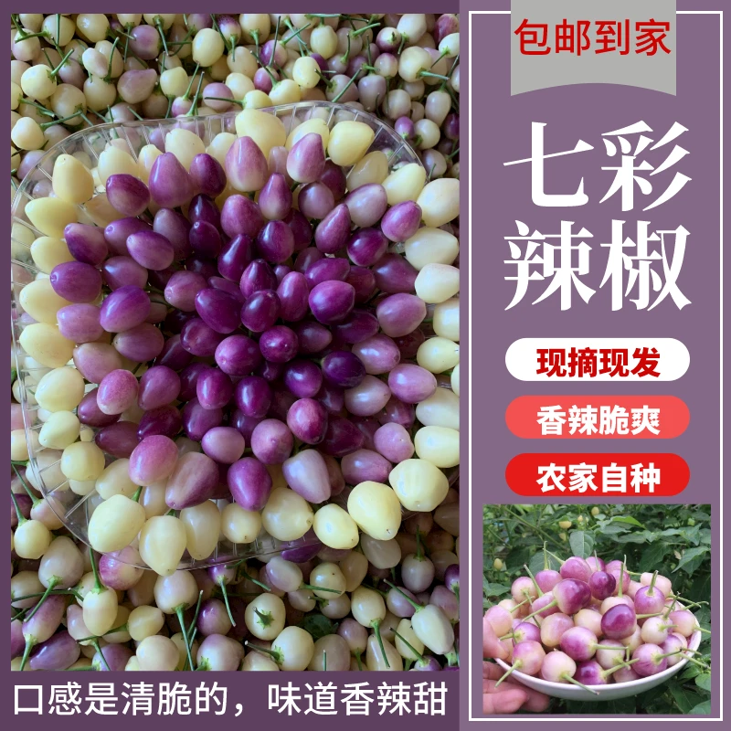 【七彩椒】云南七彩椒五彩辣椒新鲜灯笼椒七彩泡椒小米辣1-9斤包邮