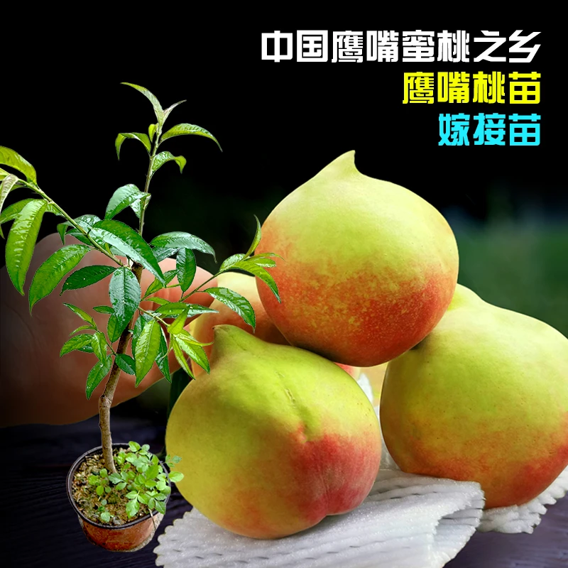 新【2年】正宗广东河源鹰嘴桃苗连平上坪嫁接苗南方种植果苗
