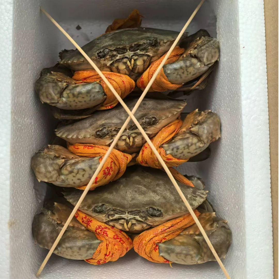 红膏蟹九分肥包活包肥