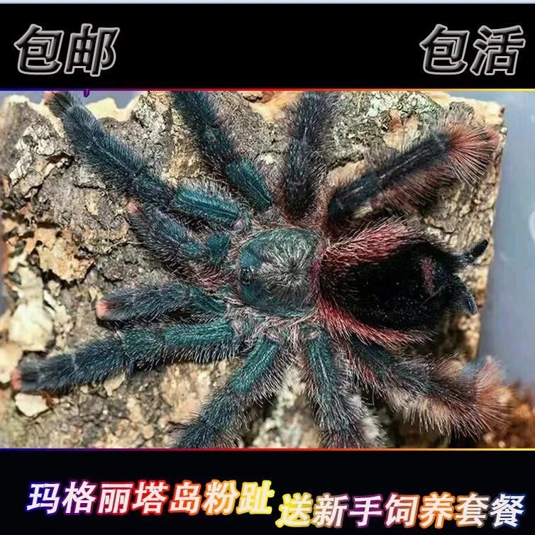 玛格丽塔岛粉趾1.5厘米幼体大型粉趾温顺树栖成体可达18CM宠物