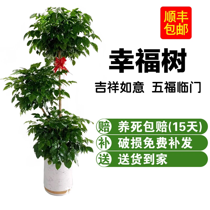 三层幸福树大型绿植盆栽美观室内客厅绿植带土寓意好养护 修剪
