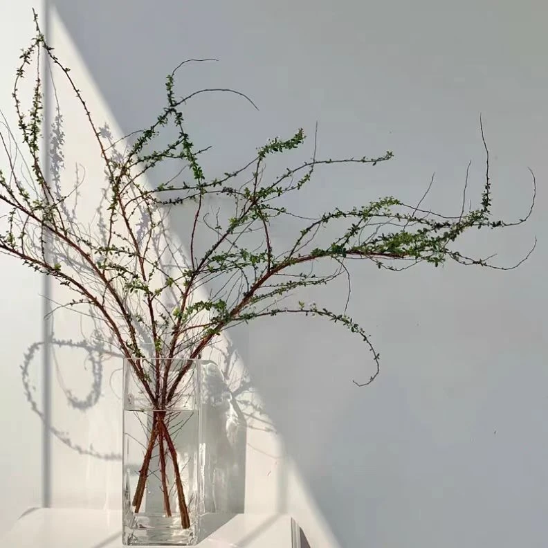 鲜枝雪柳（收到深水养护每天花头喷水养护、少量掉叶、掉花苞不售后）
