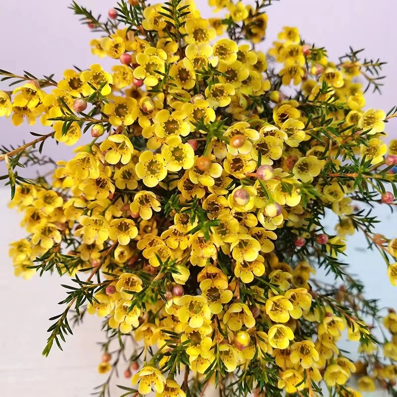 云南鲜花腊梅，新疆，西藏不发货（腊梅收到剪短花枝、深水养护）