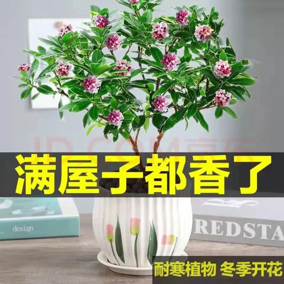 金边瑞香花瑞香耐寒四季常青年宵花室内开花浓香型常绿芳香传统花