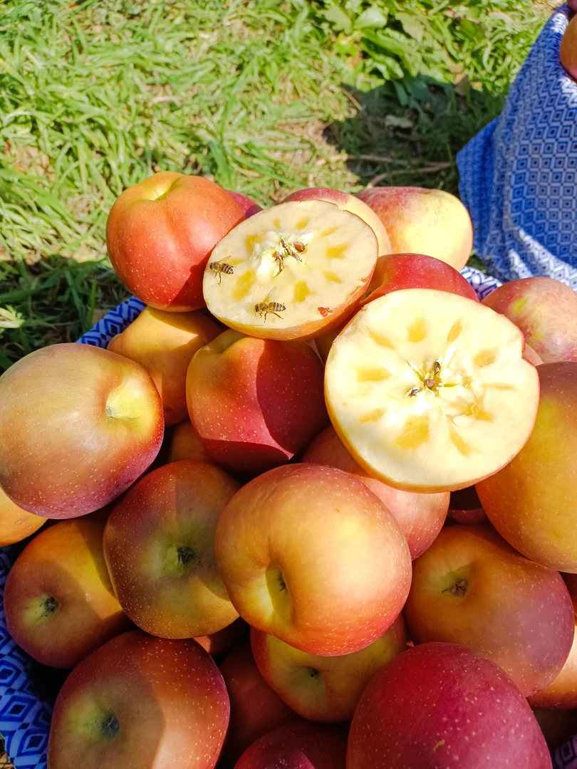 昭通丑苹果5斤/10