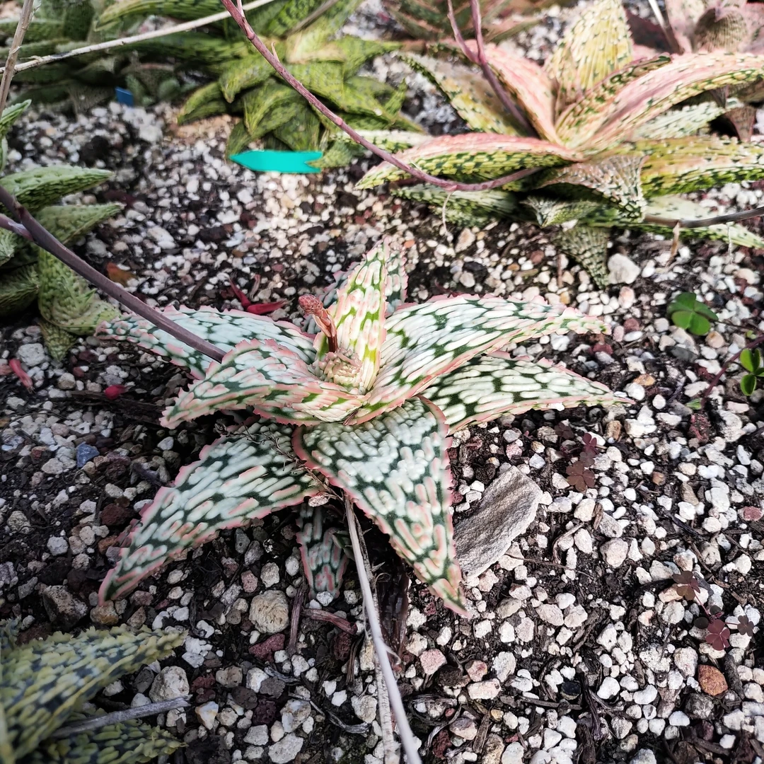 园艺芦荟优选稀有（图为母本）售芽3cm  沙生植物多肉植物