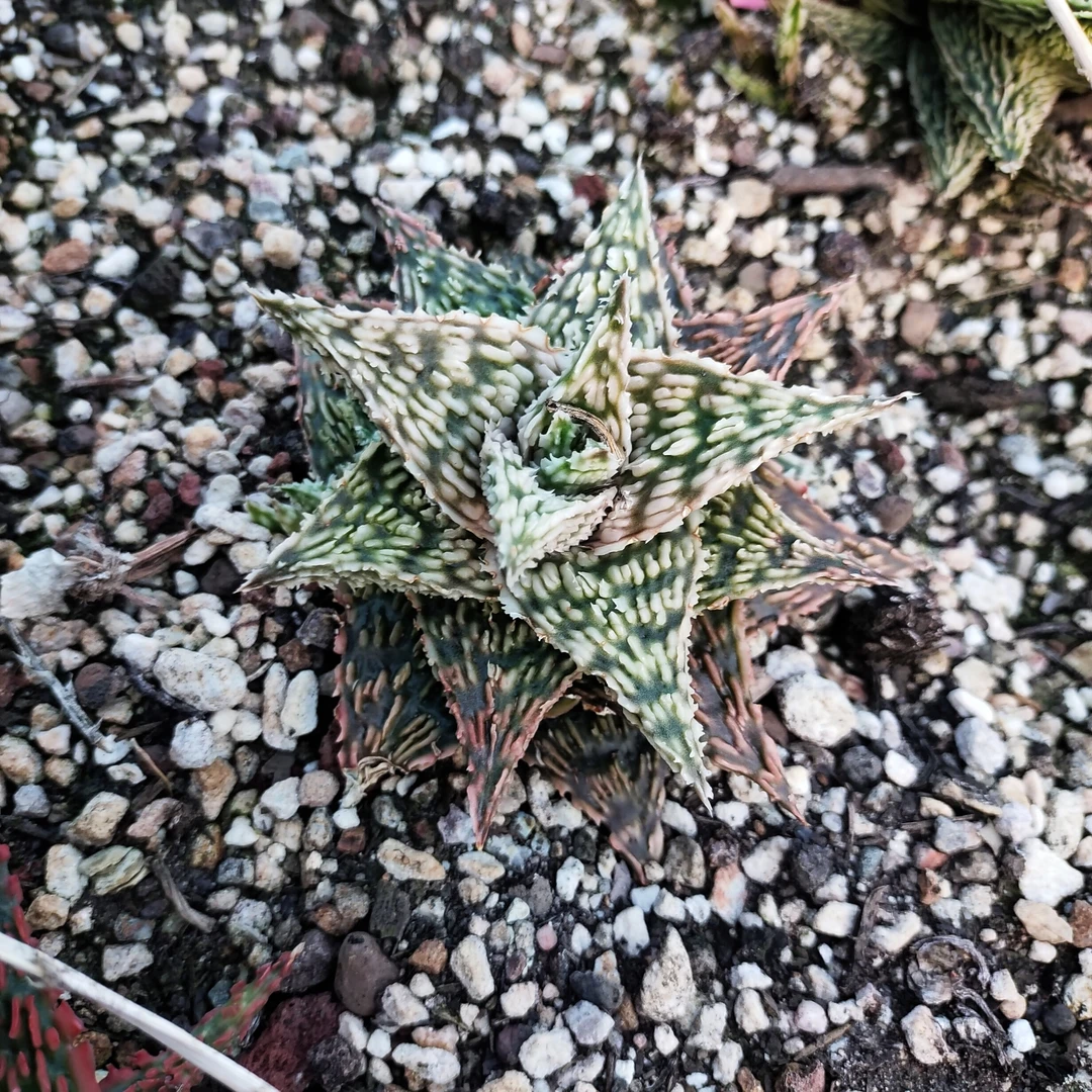 园艺芦荟优选稀有（图为母本）售芽3cm  沙生植物多肉植物