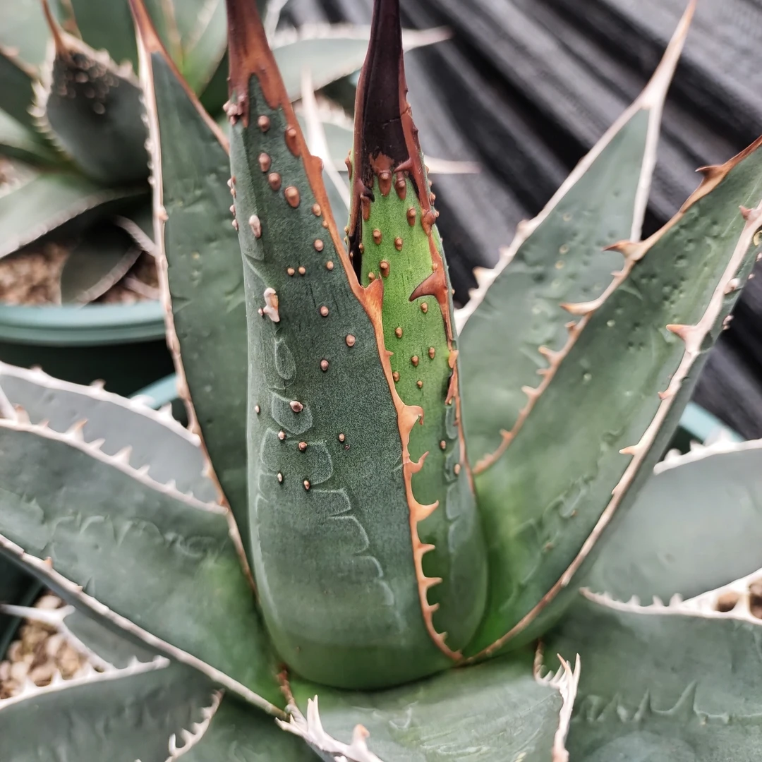 背刺帝释天龙舌兰优选稀有30cm  沙生植物多肉植物